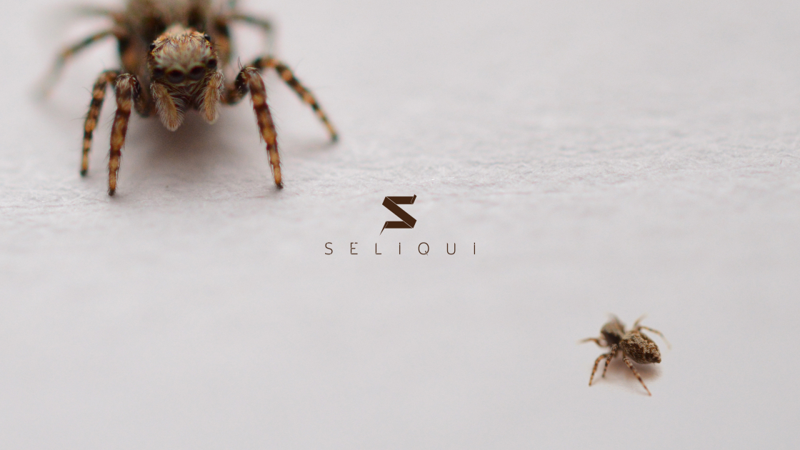 seliqui-v18-Desktop-2560x1440-spider.jpg